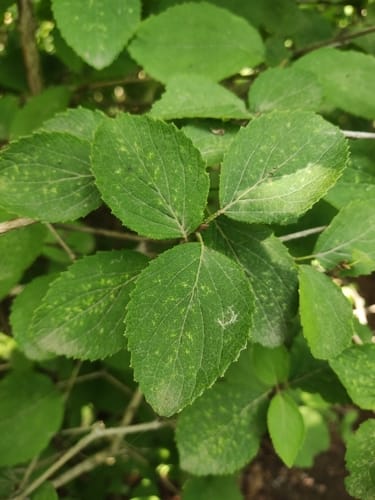 Viburnum mongolicum (Mongolian viburnum) — photo