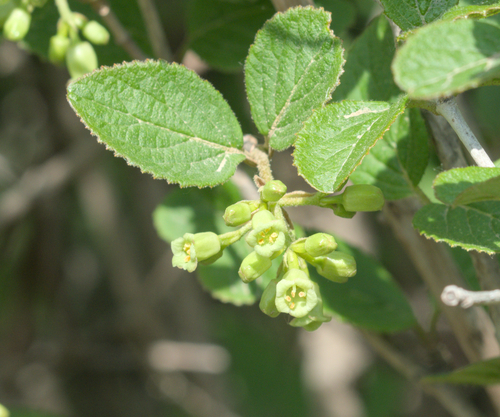 Viburnum mongolicum