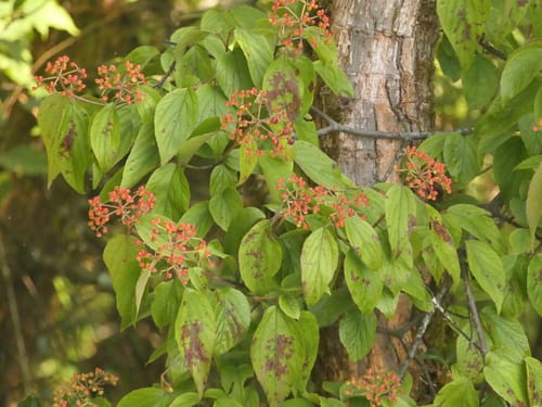 Viburnum mullaha — photo