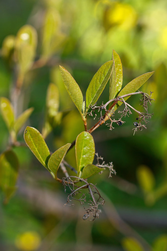 Viburnum nudum var. cassinoides
