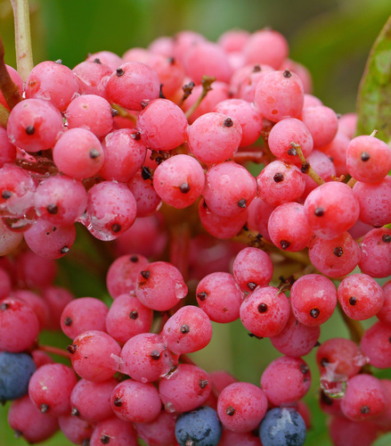 Viburnum nudum var. cassinoides (Possum-haw) — photo