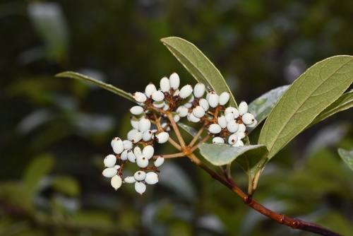 Viburnum nudum var. cassinoides (Possum-haw) — photo