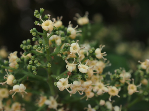 Viburnum odoratissimum var. awabuki