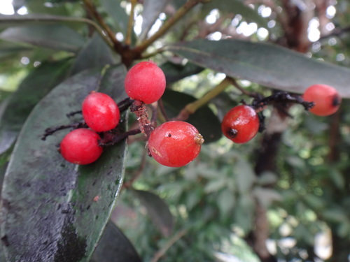 Viburnum odoratissimum var. awabuki (Awabuki sweet viburnum) — photo
