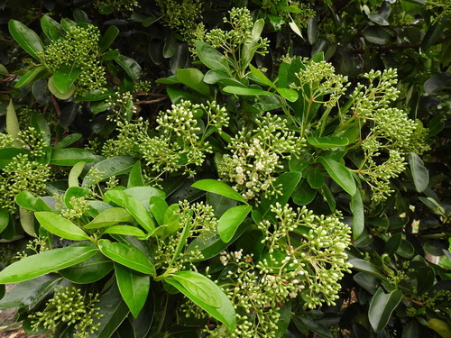Viburnum odoratissimum (Sweet Arrowwood) — photo