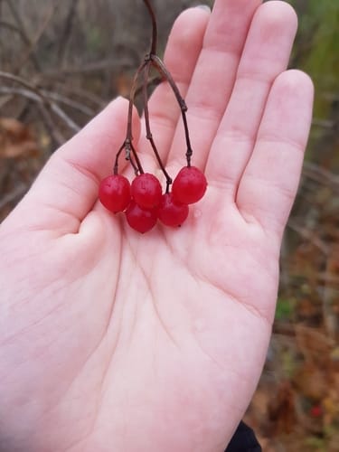 Viburnum opulus (Guelder Rose) — photo