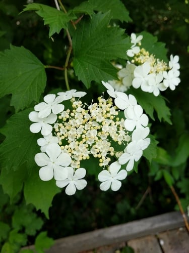 Viburnum opulus