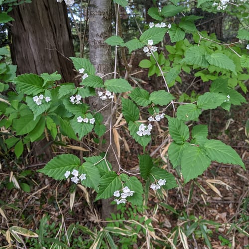 Viburnum phlebotrichum — photo