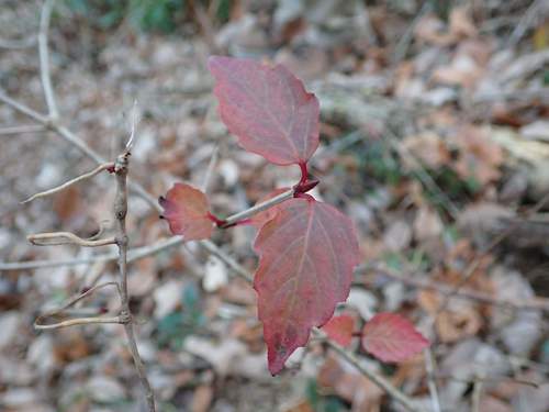 Viburnum phlebotrichum