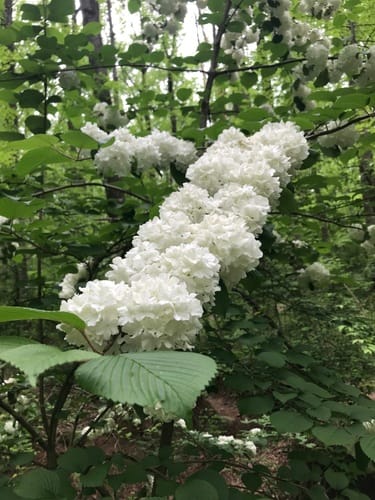 Viburnum plicatum (Japanese snowball) — photo