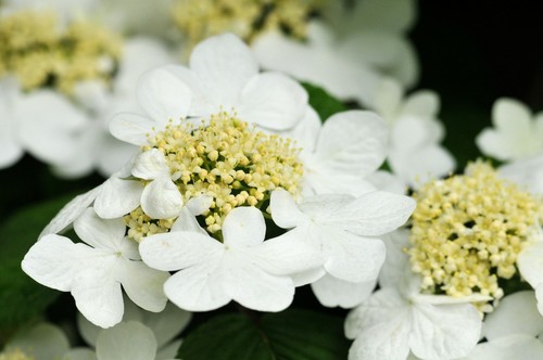 Viburnum plicatum