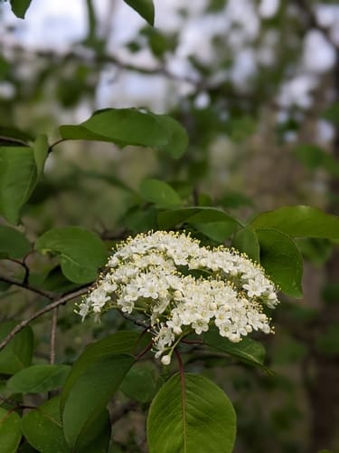 Viburnum prunifolium (Black Haw) — photo