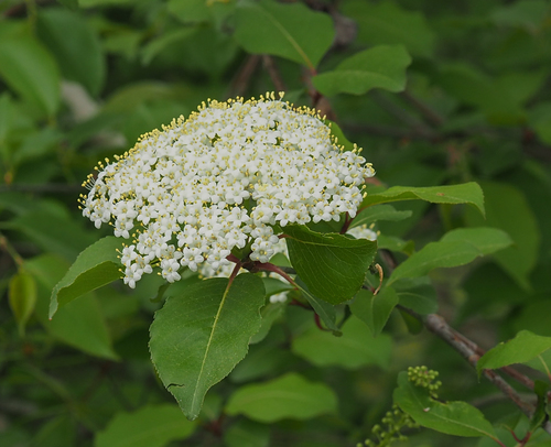 Viburnum prunifolium