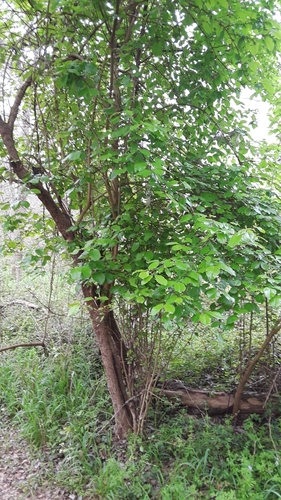 Viburnum rufidulum (Southern black haw) — photo