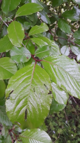 Viburnum rufidulum (Southern black haw) — photo