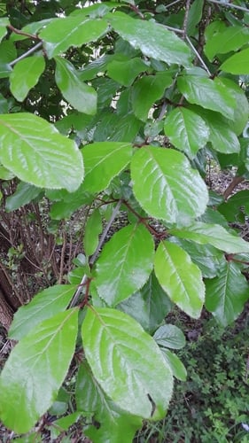 Viburnum rufidulum