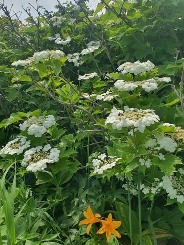 Viburnum sargentii — photo