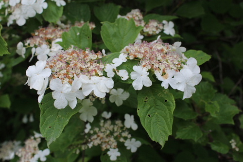 Viburnum sargentii