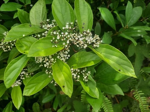 Viburnum sempervirens — photo