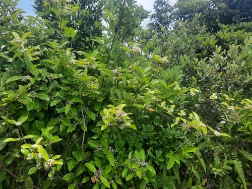 Viburnum sempervirens — photo