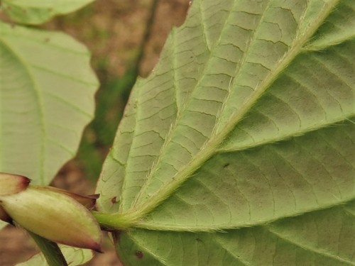 Viburnum setigerum (Tea-leaf viburnum) — photo