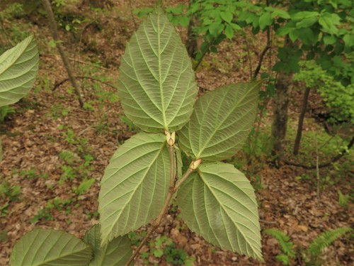 Viburnum setigerum (Tea-leaf viburnum) — photo