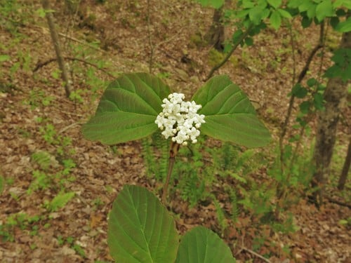 Viburnum setigerum