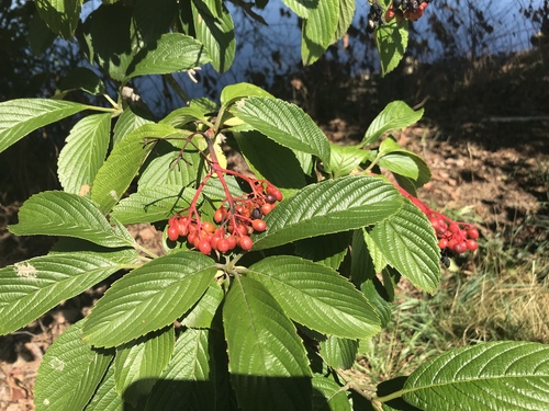 Viburnum sieboldii (Siebold's Arrow-wood) — photo