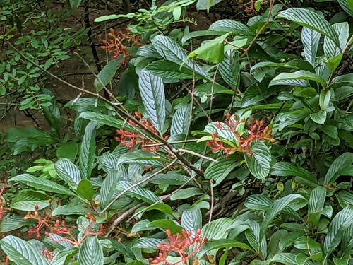 Viburnum sieboldii (Siebold's Arrow-wood) — photo