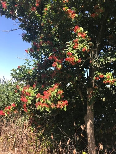 Viburnum sieboldii