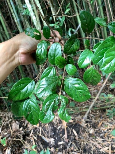 Viburnum suspensum (Hanging viburnum) — photo