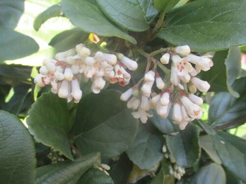 Viburnum suspensum (Hanging viburnum) — photo