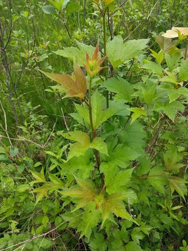 Viburnum trilobum (Highbush cranberry) — photo