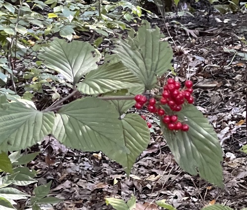 Viburnum wrightii — photo