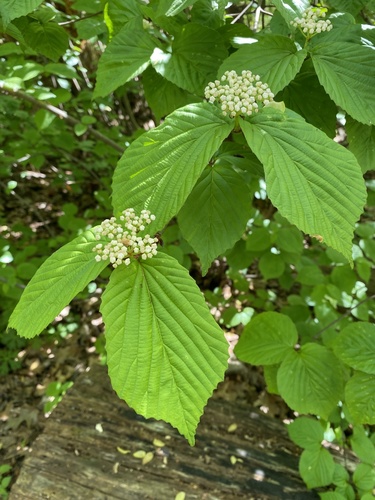 Viburnum wrightii — photo