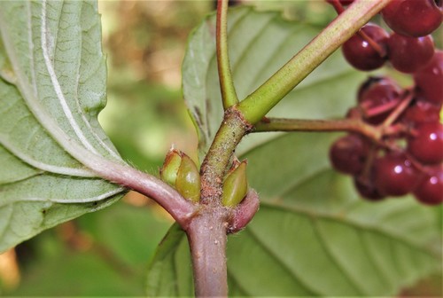 Viburnum wrightii subsp. hessei — photo