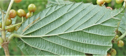 Viburnum wrightii subsp. hessei — photo