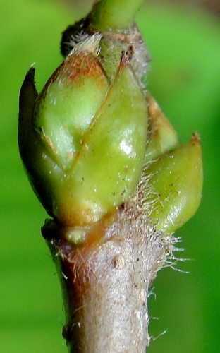 Viburnum wrightii subsp. hessei