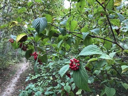 Viburnum wrightii