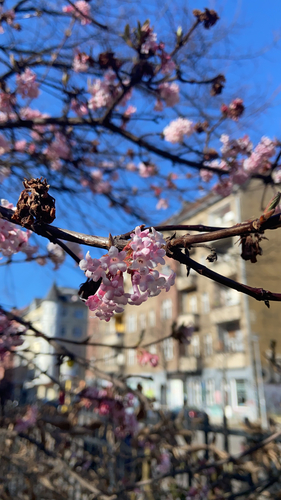 Viburnum x bodnantense