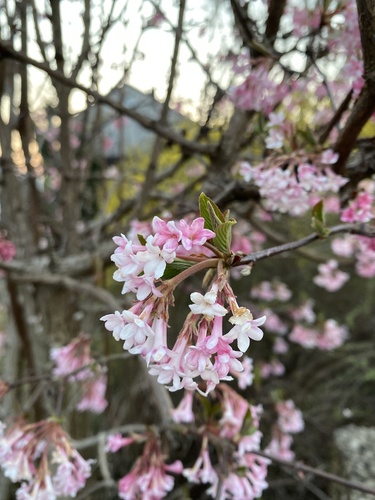 Viburnum x bodnantense — photo