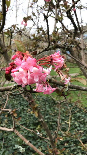 Viburnum x bodnantense — photo