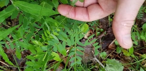 Vicia americana (American vetch) — photo