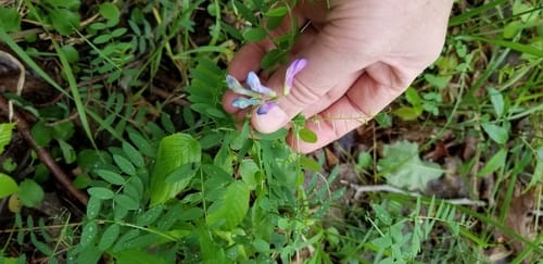 Vicia americana (American vetch) — photo