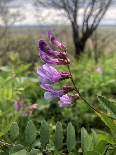 Vicia americana