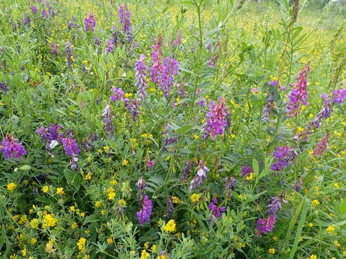 Vicia amoena — photo