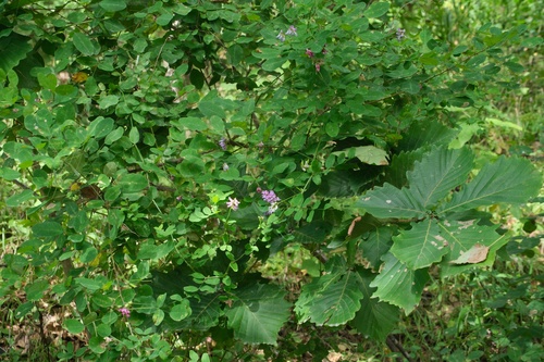Vicia amurensis — photo