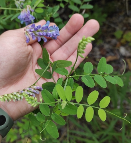 Vicia amurensis — photo