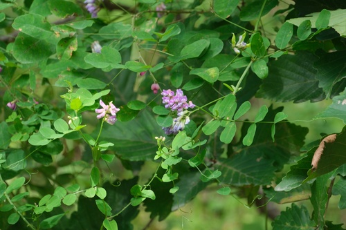 Vicia amurensis