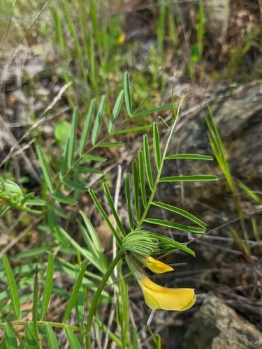 Vicia anatolica — photo